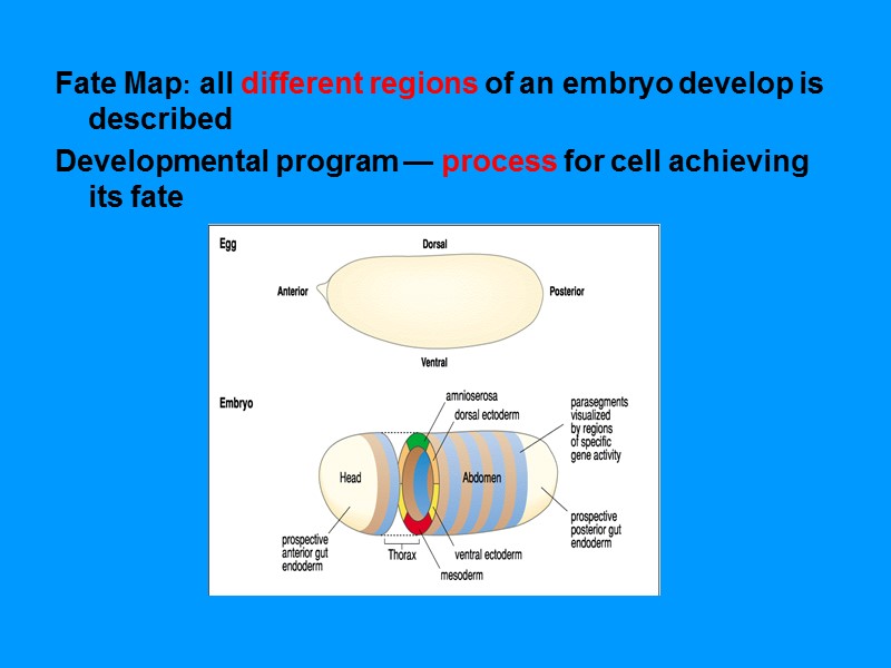 Fate Map: all different regions of an embryo develop is described Developmental program — Fate Map: all different regions of an embryo develop is described Developmental program —